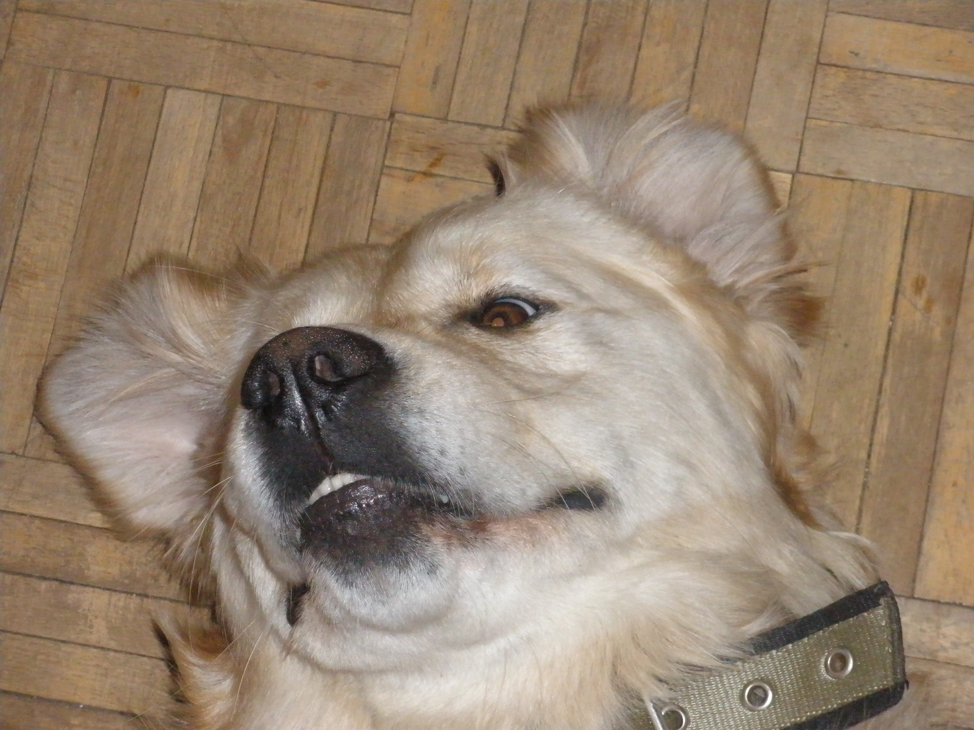 Nietoperz